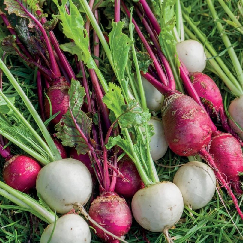 Tarlórépa magkeverék, Brassica rapa ssp. rapa, gyökérzöldség, zöldség